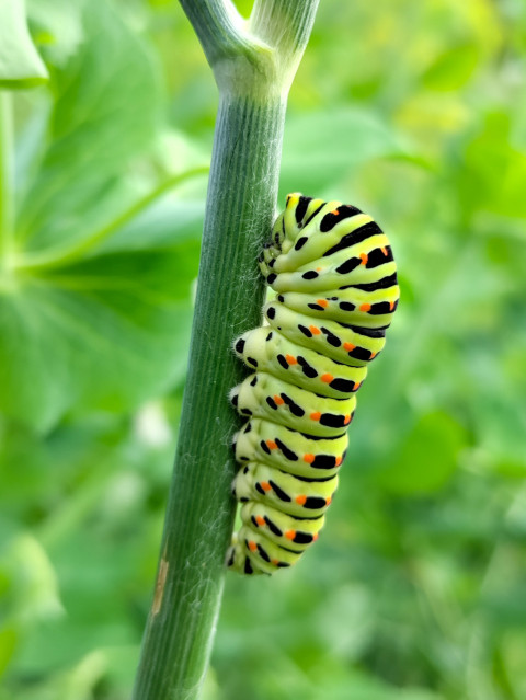 Полосатая гусеница махаона на стебле на фоне зелёной листвы