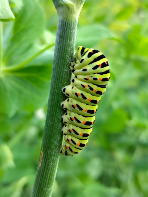 Крупный план гусеницы махаона, прижавшейся к стеблю растения
