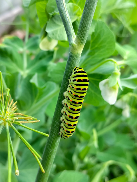 Гусеница бабочки махаон на зелёном стебле среди садовых растений