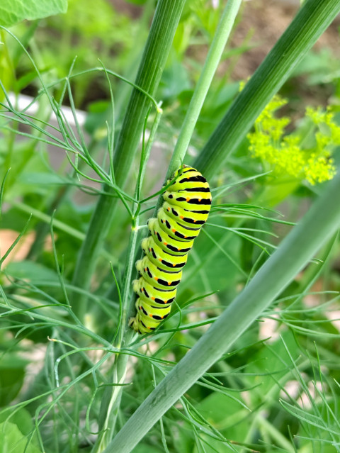 Гусеница махаона на укропе рядом с зонтичным соцветием