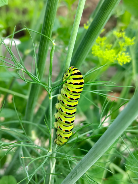 Гусеница махаона на стебле укропа среди зелёных растений крупным планом