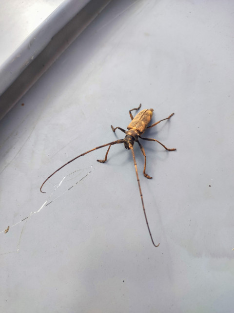 Жук-усач у стыка листов металлической кровли, диагональный ракурс