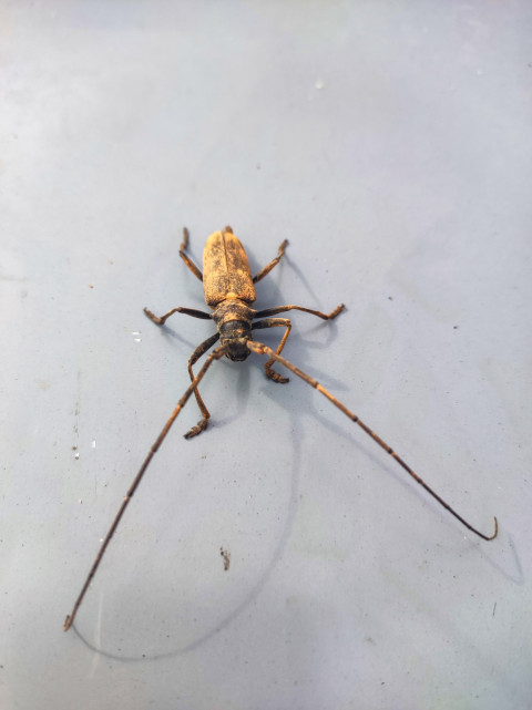 Жук-усач на сером металлическом фоне в вертикальном кадре