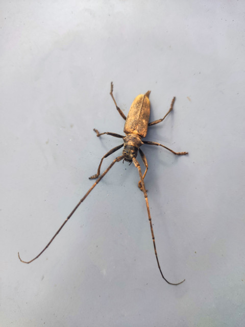 Жук-усач на сером металлическом фоне с большим свободным пространством