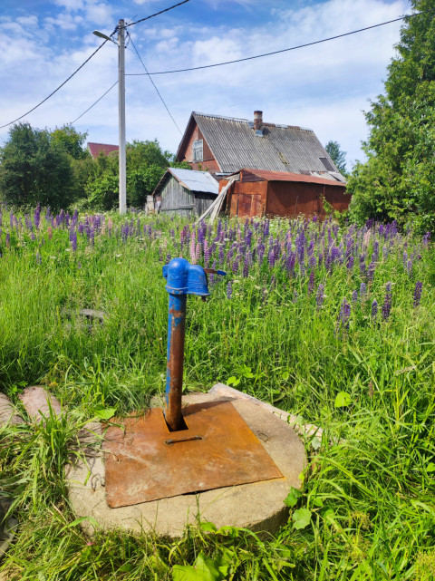 Синяя водоразборная колонка среди люпинов в частном секторе