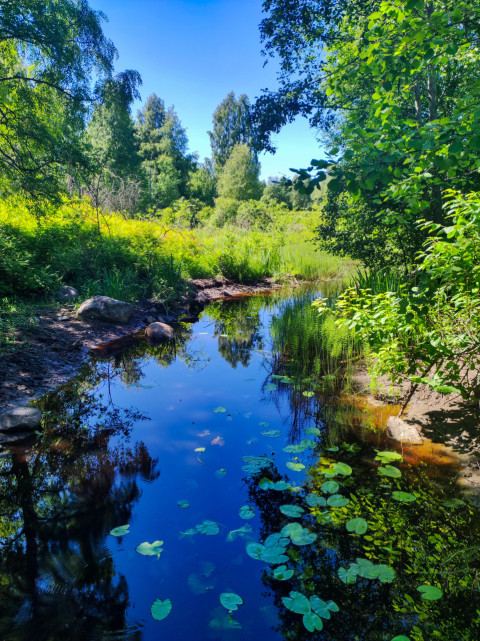 Лесной пруд с камнями и кувшинками в солнечный день