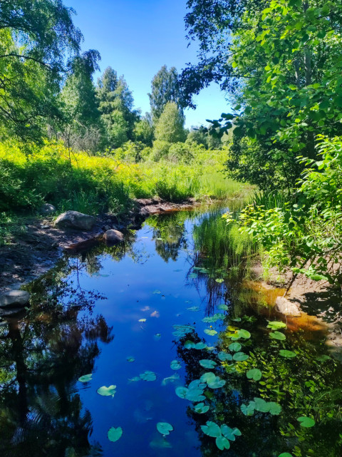 Заводь лесного водоема с отражением деревьев и кувшинками