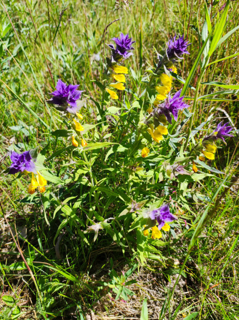 Соцветия иван-да-марьи среди высокой луговой травы