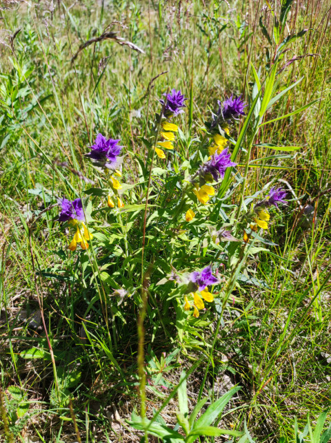 Иван-да-марья с жёлтыми цветками и фиолетовыми прицветниками на лугу