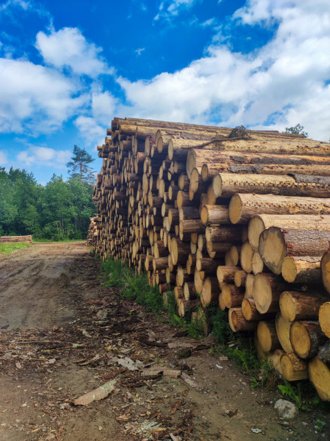 Ряд торцов бревен в длинном штабеле вдоль лесной дороги