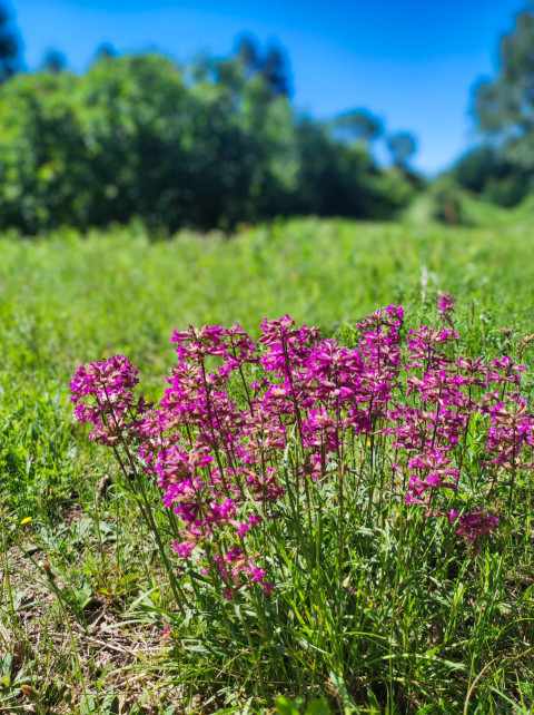 Смолка обыкновенная (Viscaria vulgaris) на лугу на фоне леса и синего неба