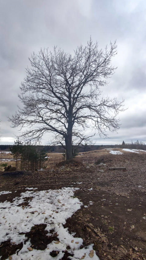 Одинокое дерево на вершине холма с остатками снега