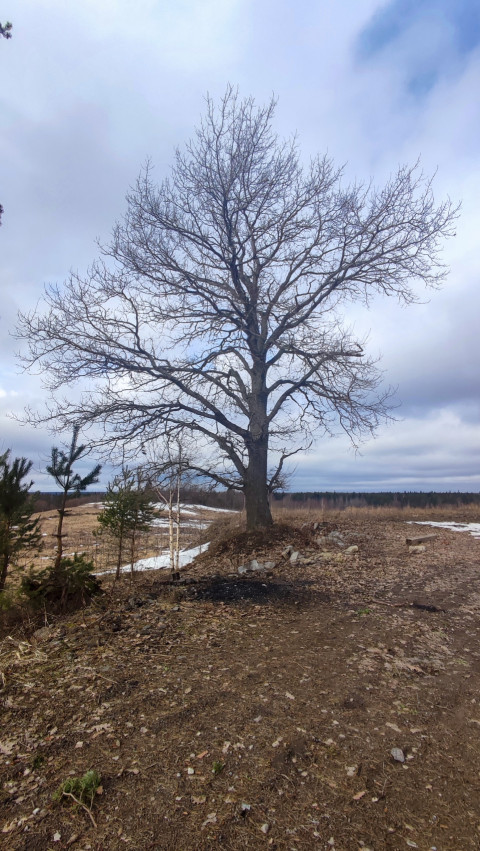 Одинокое дерево на фоне зимнего поля и пасмурного неба