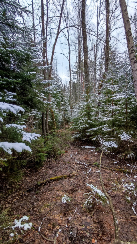 Смешанный лес с елями и берёзами после первого снегопада